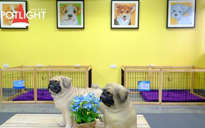 โรงพยาบาลสัตว์ทองหล่อ เปิดบริการ “Senior care center”